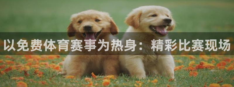 以免费体育赛事为热身：精彩比赛现场